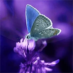 Logo of Butterflies Live Wallpaper android Application 