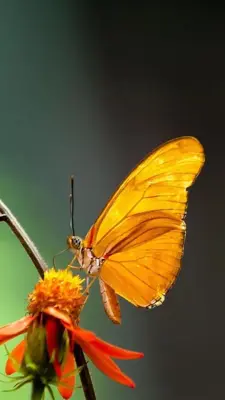 Butterflies Live Wallpaper android App screenshot 3