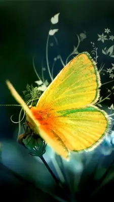 Butterflies Live Wallpaper android App screenshot 4