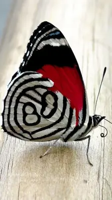 Butterflies Live Wallpaper android App screenshot 5